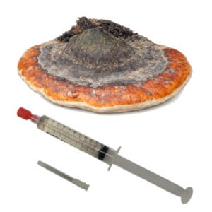 🍄 Roodgerande houtzwam - Red-Belted Conk - Sporenspuit