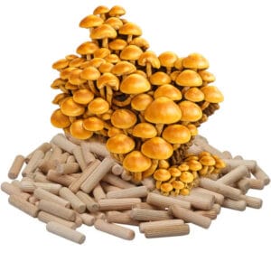 🍄 Stobbezwammetje - Paddenstoelen pluggen (deuvels)