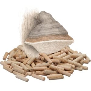 🍄 Tonderzwam - Tinder fungus - Paddenstoelen pluggen (deuvels)