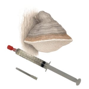 🍄 Echte tonderzwam - Tinder fungus - Sporenspuit